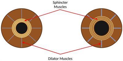 The impact of Alzheimer’s disease risk factors on the pupillary light response